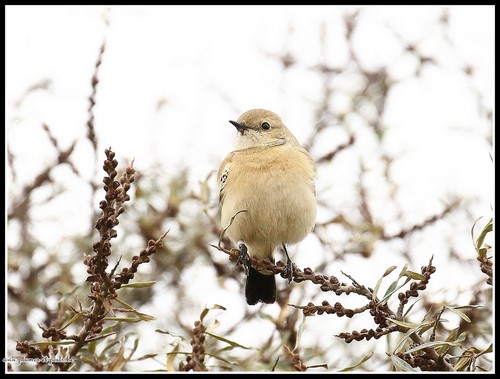 Traquet du désert